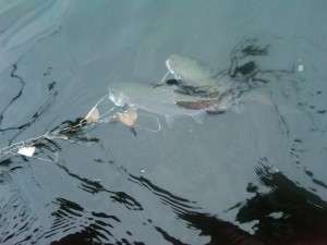A couple of the planted Rainbow Trout caught in Bosworth Lake