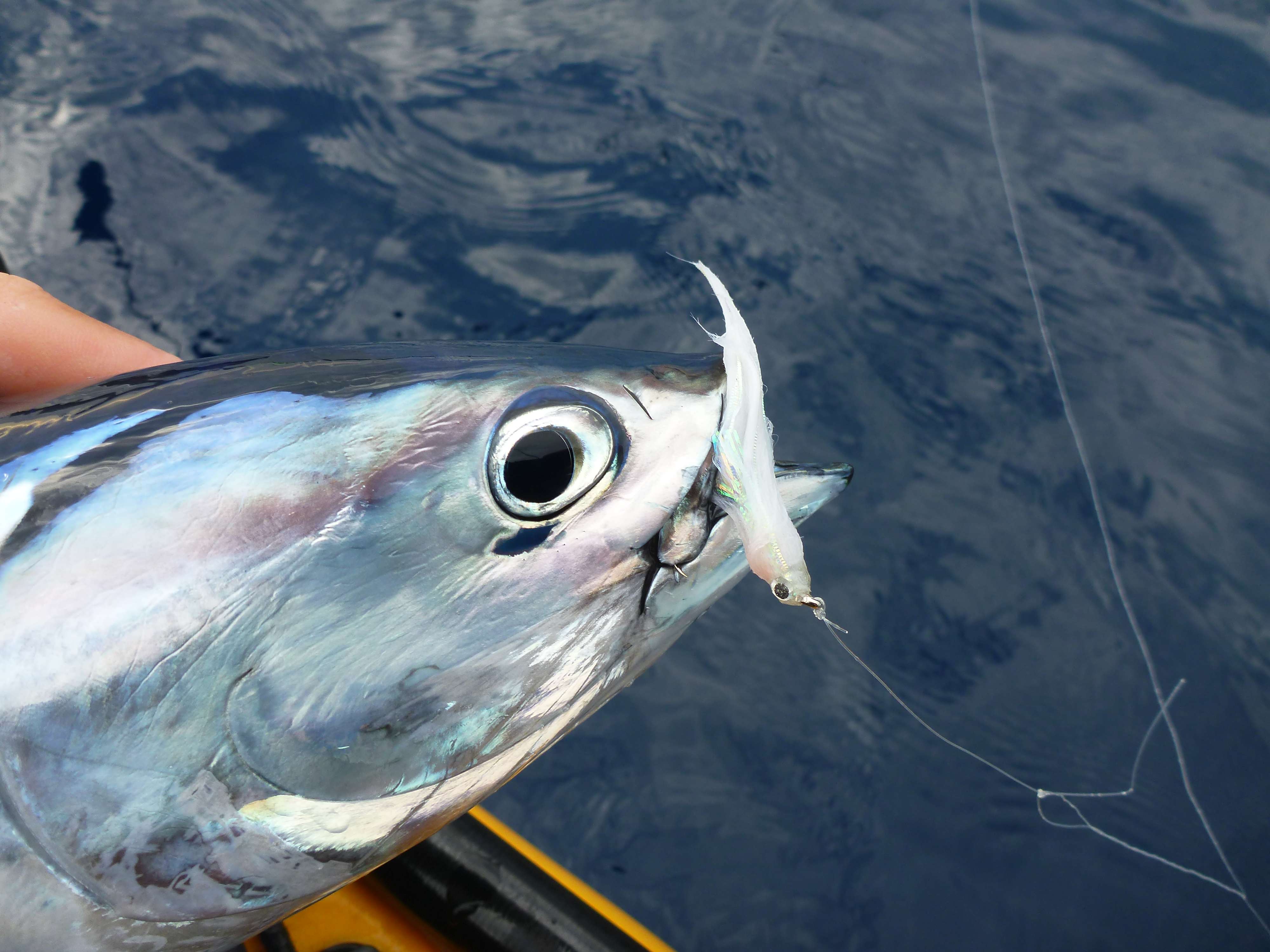Vif Argent Flashmer : l’arme secrète !