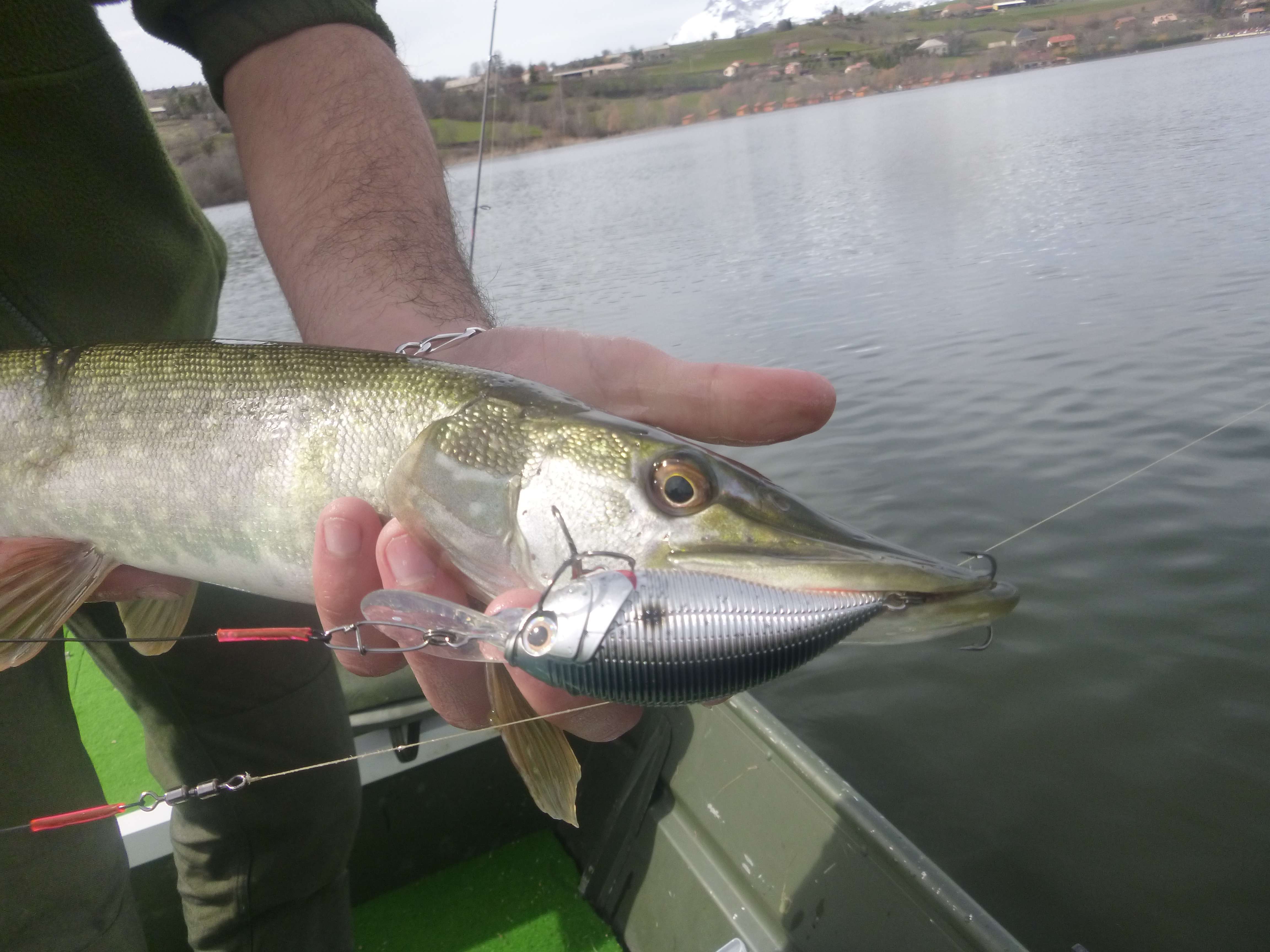 Sashimi Mid Crank : le cranckbait de prospection !