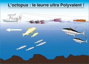 Octopus Flashmer : le leurre ultra polyvalent ! (Partie 1)