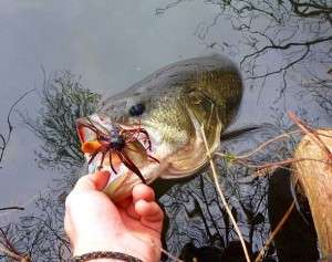 Premières sorties 2016 : Ça commence bien !