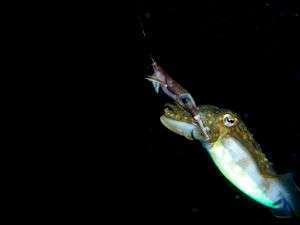 Calamar quand tu nous tiens !!