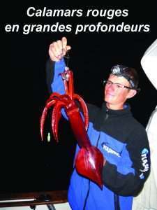 Calamars rouges en grandes profondeurs