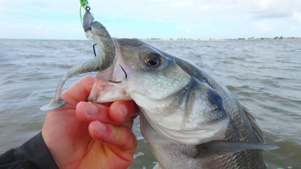 Bar pris au Yum Pulse