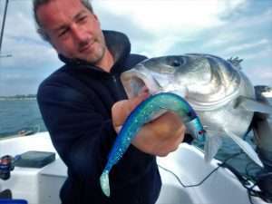 Shads : pêche en linéaire en bateau