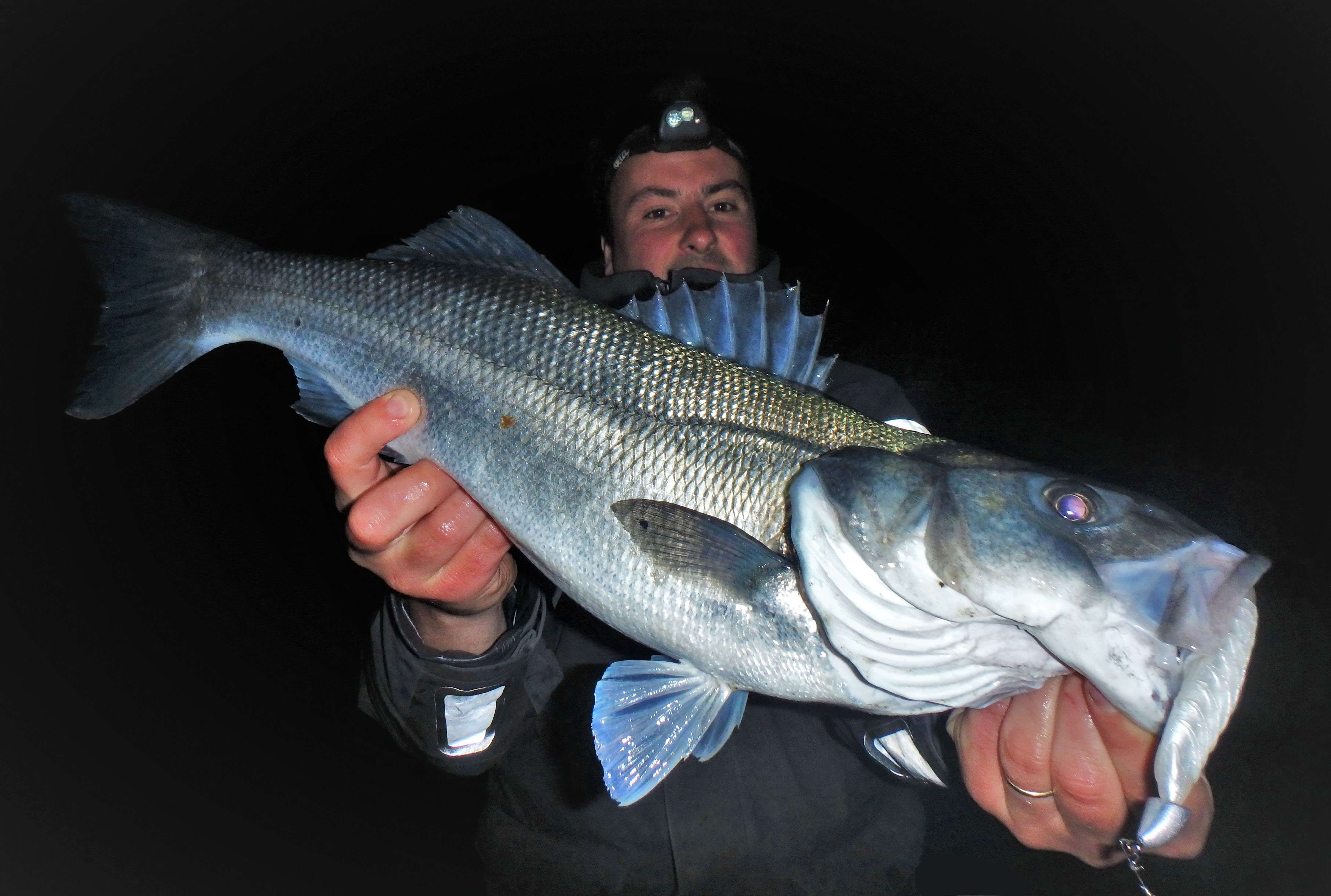 Shads : pêche en linéaire du bord