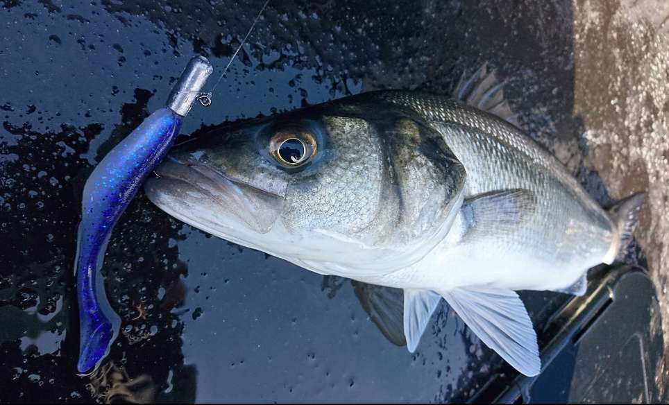 Bar au Turbo Shad Bass Assassin