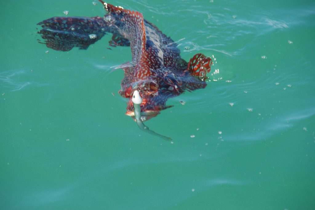 La matière résistante du Slug-Go est un avantage pour la pêche des vieilles ! 