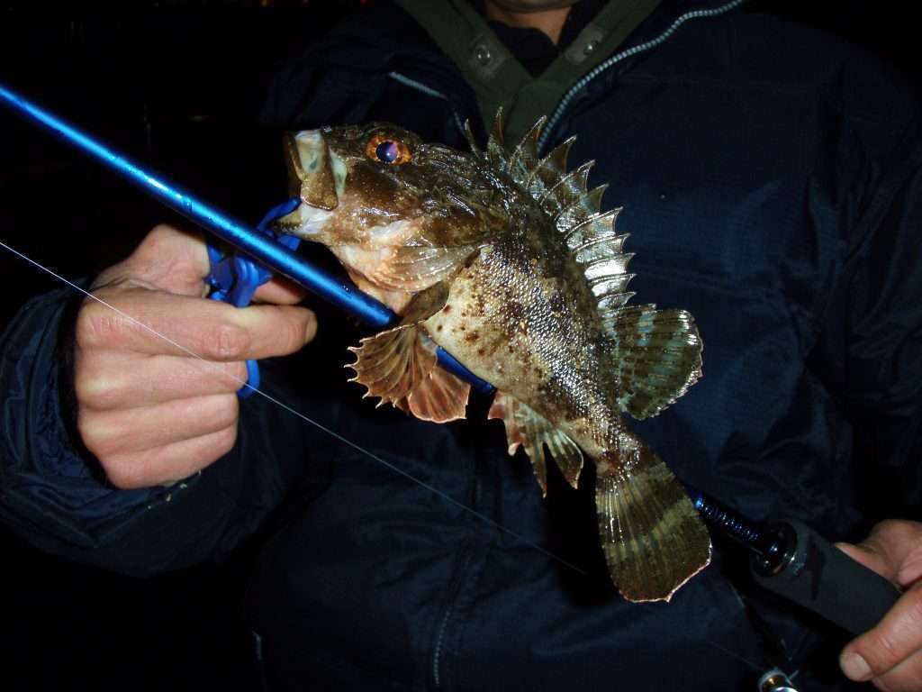 Une petite fishgrip peut être utile pour manipuler les poissons venimeux comme cette rascasse Une petite fishgrip peut être utile pour manipuler les poissons venimeux comme cette rascasse