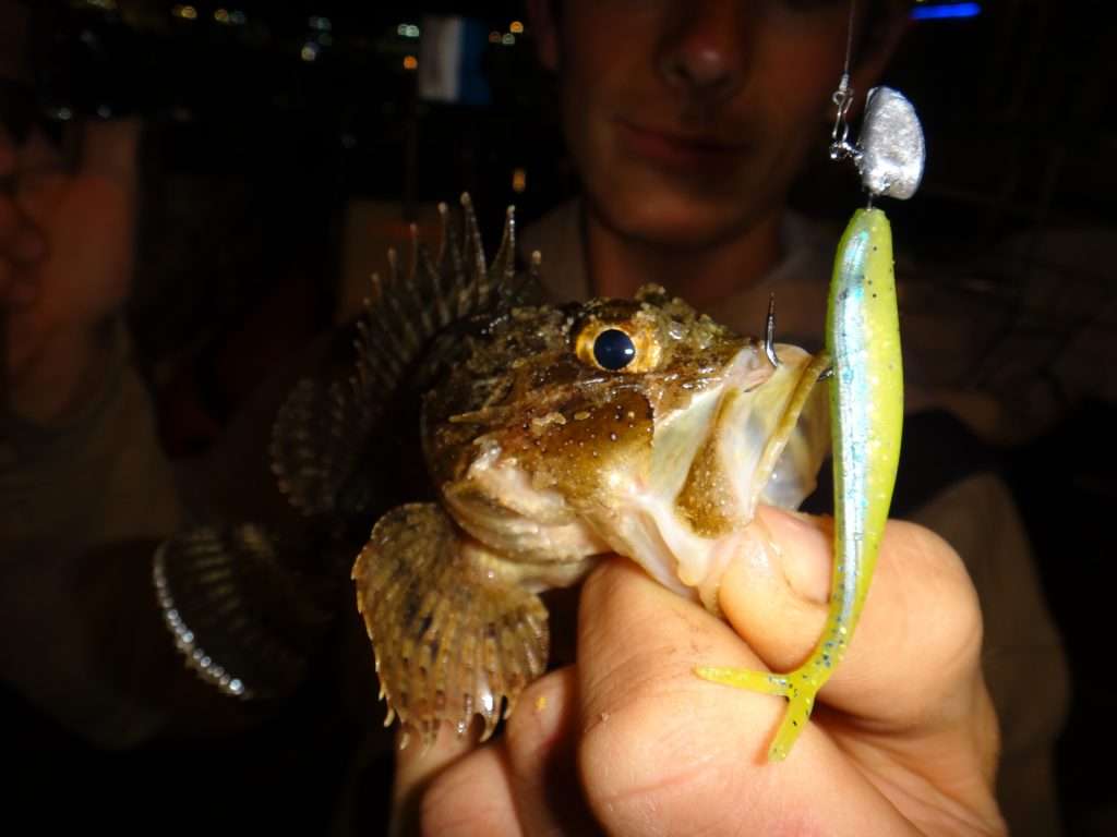 Rascasse prise par Colin avec un Fin’s monté sur une petite tête plombée
