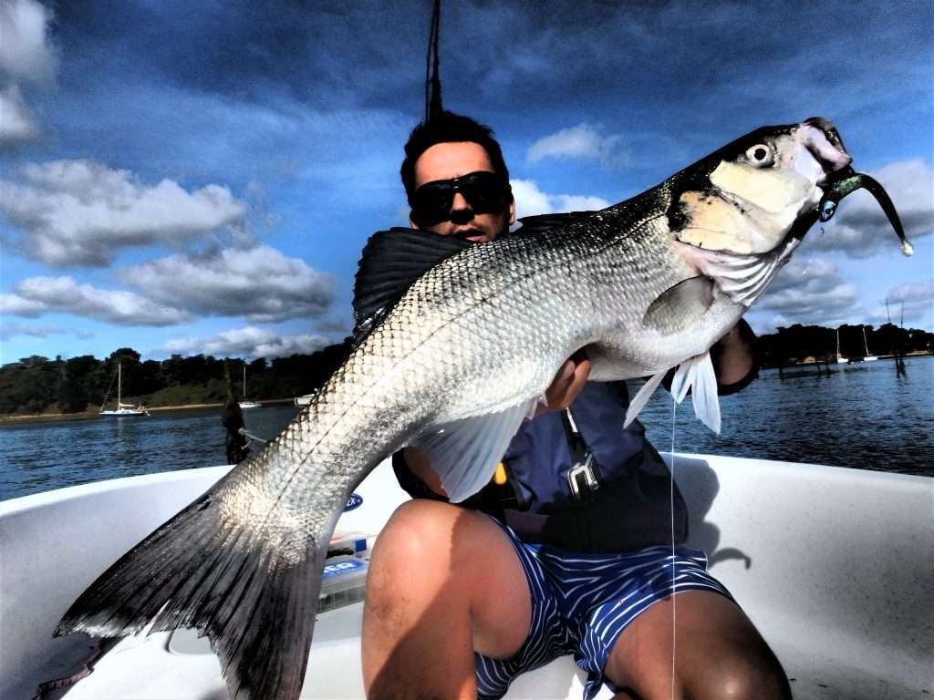 Beau bar pris avec un Blue Equille en pêche à gratter !
