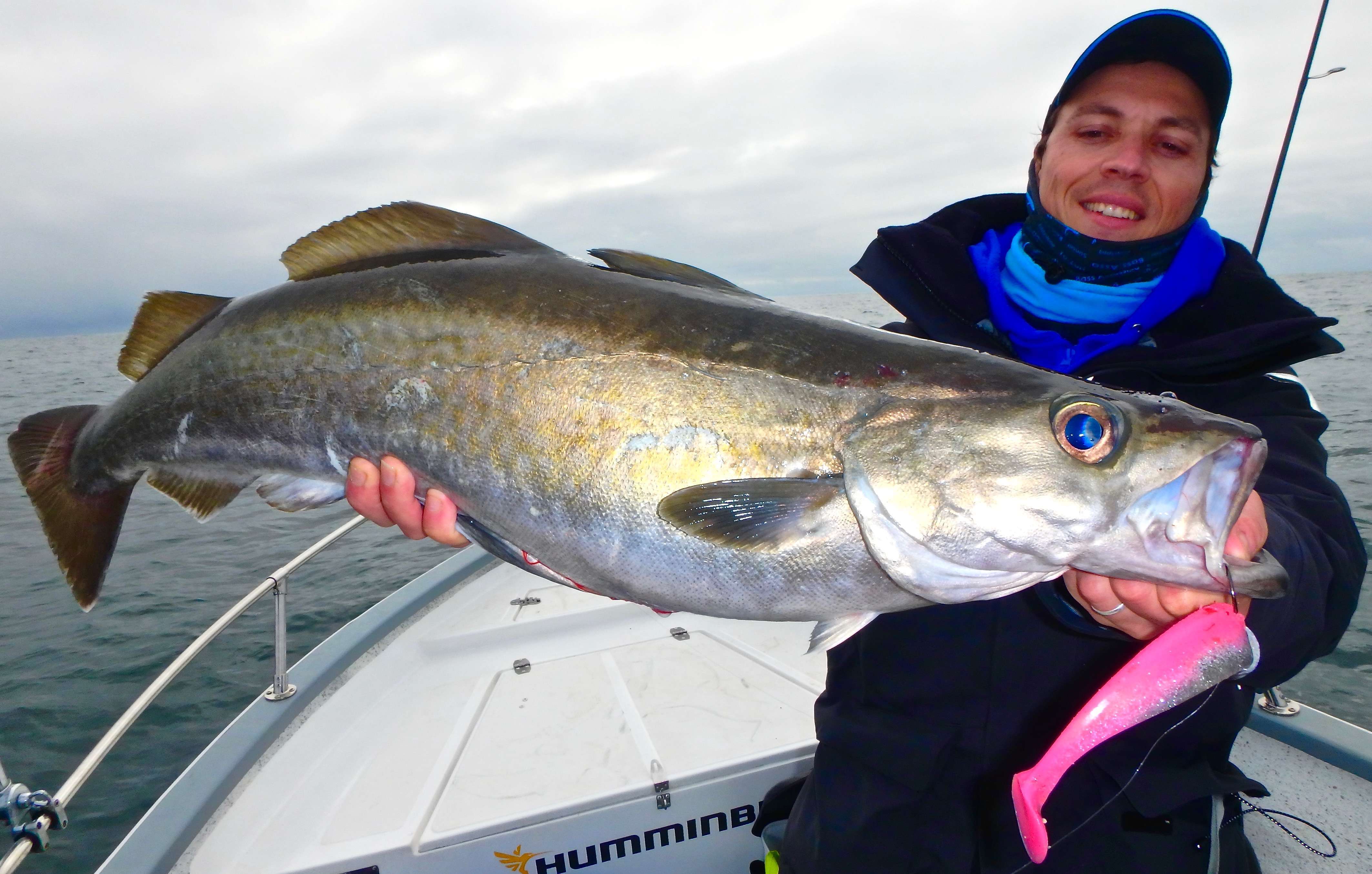 Pêche du lieu aux shads en hiver
