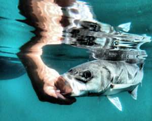 La pêche en no-kill (relâche) du Bar