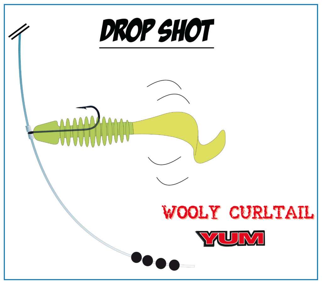 Drop shot en longues coulées avec un Wooly Curltail Bass Assassin Drop shot en longues coulées avec un Wooly Curltail Bass Assassin
