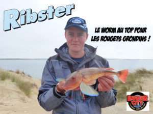 Ribster : le worm au top pour le rouget grondin