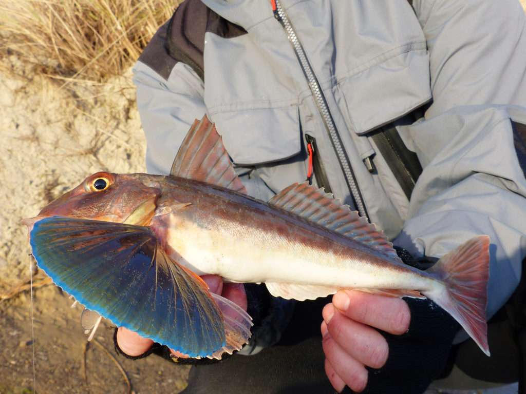 Les rougets emettent de grognements hors de l'eau