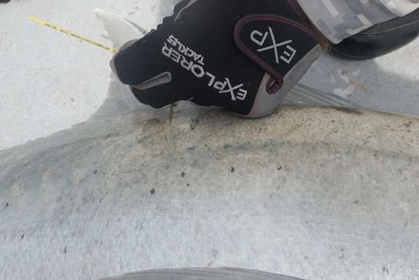 Gants Explorer Tackle