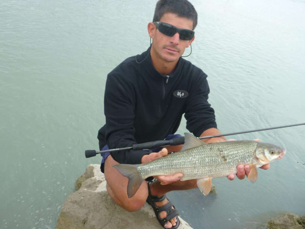 Le Cheyenne est un poisson qui « dépote » sur ligne fine ! 