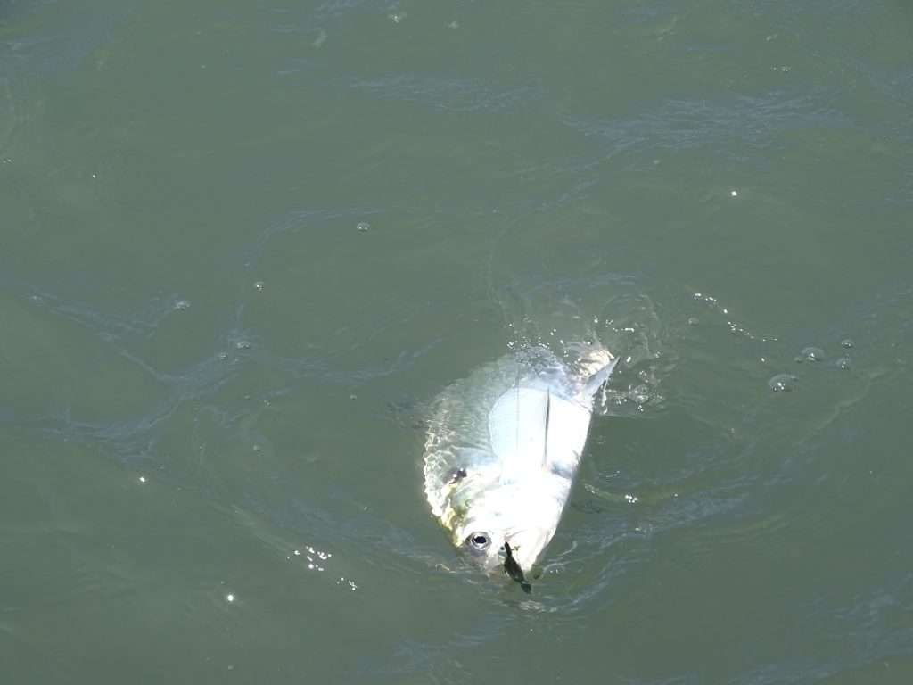 Le Crappie Dapper Bass Assassin est idéal pour la pêche de l’alose ! 