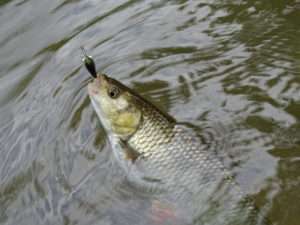 Chevesnes aux leurres : fun assuré !