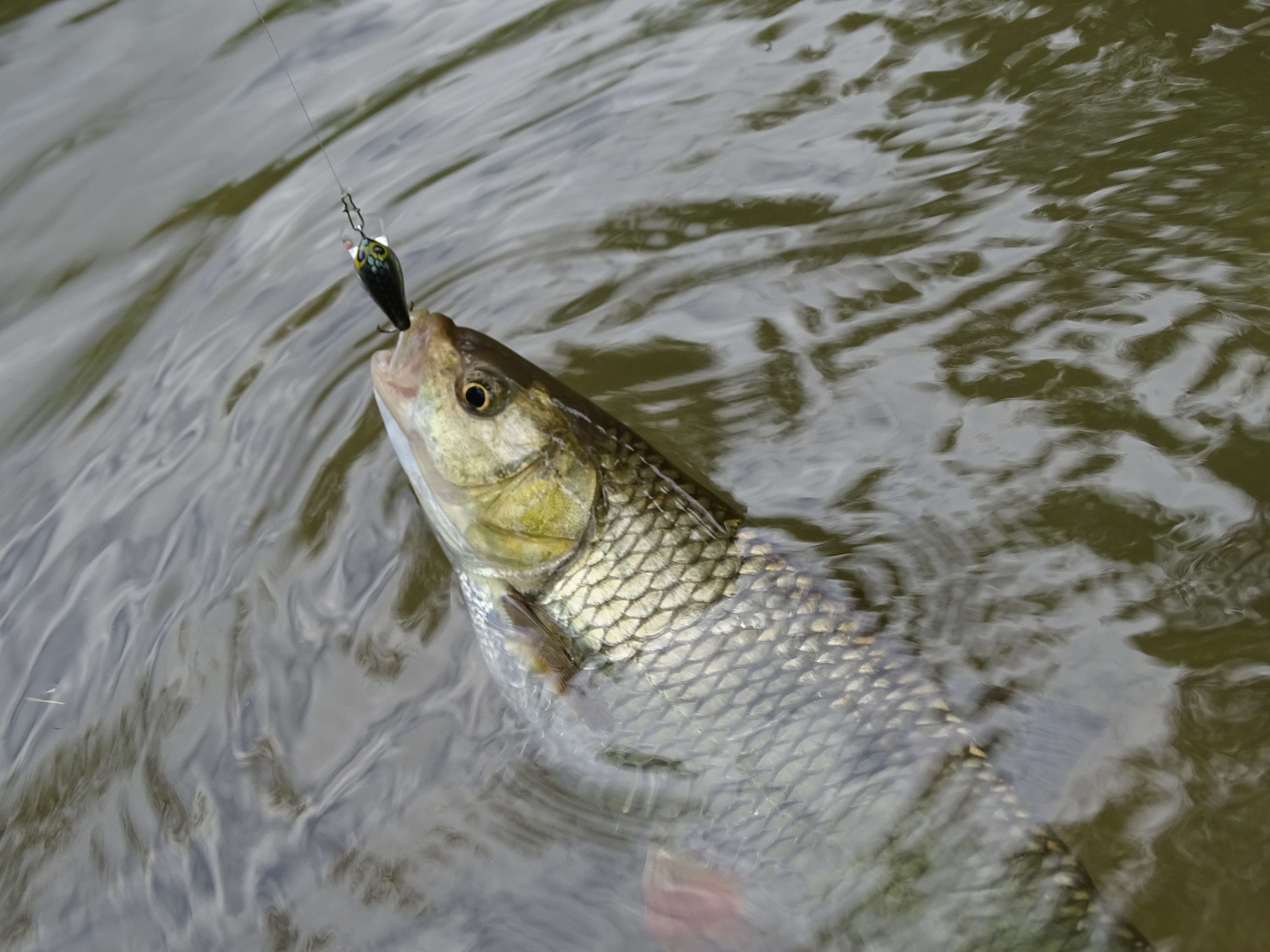 Chevesnes aux leurres : fun assuré !
