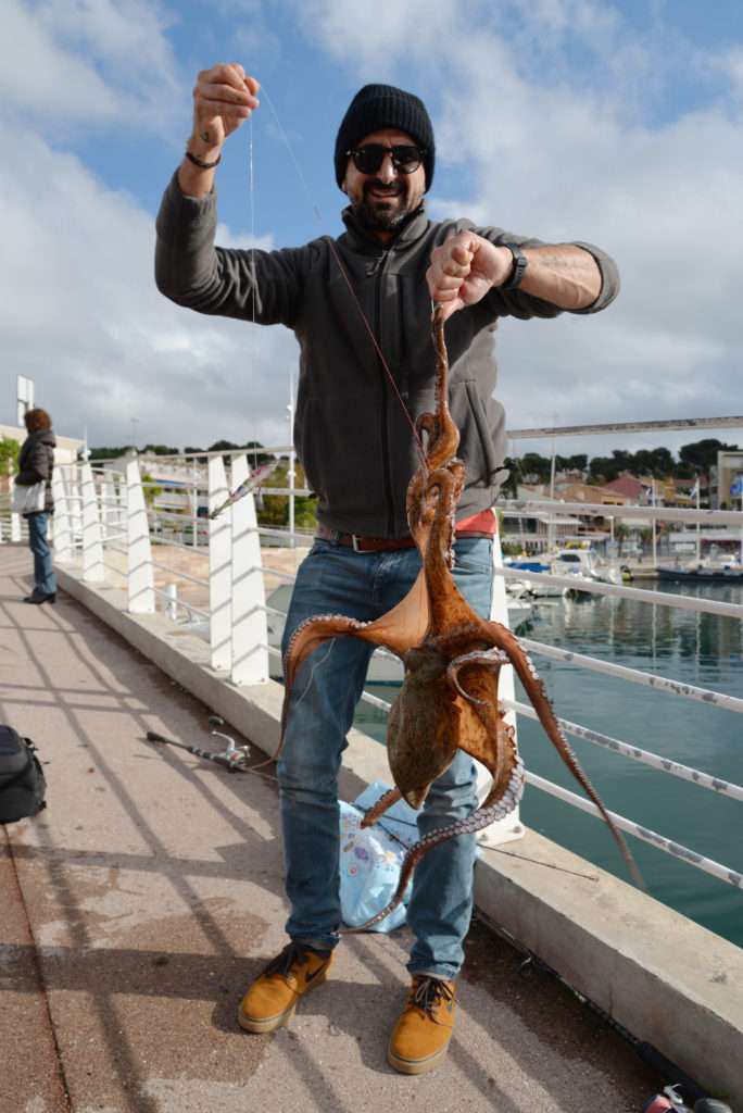 Ce très gros poulpe a été pris à vue avec la Bottom Shrimp