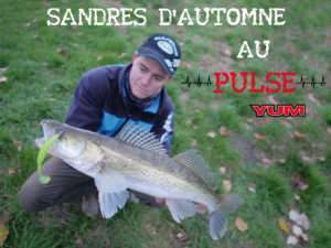 Sandres d’automne au shad Pulse Yum