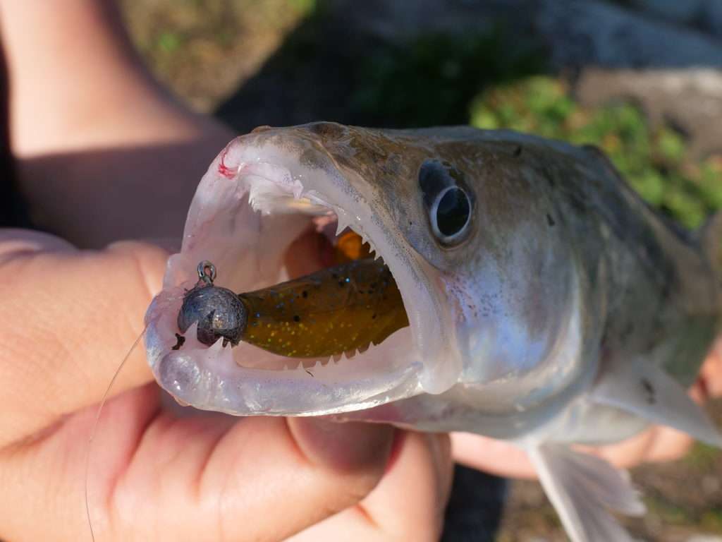 Avec des petites têtes plombées, le Pulse est plus facilement aspiré par le sandre