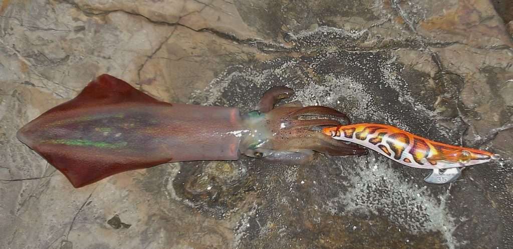 La gamme de coloris des Sea Shell Fu-Shima est inédite (ici clown orange)