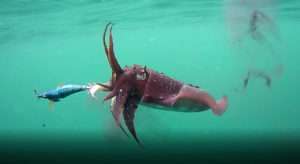 Comment choisir ses turluttes pour le bord ?