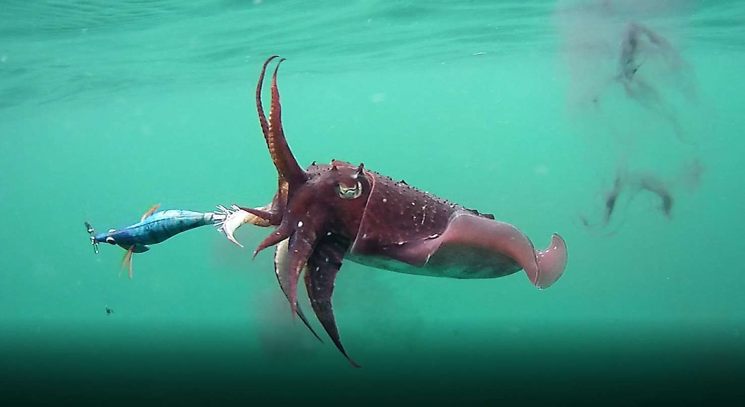 Comment choisir ses turluttes pour le bord ?