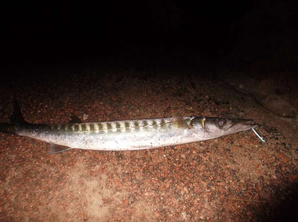 Magnifique barracuda touché en shore jigging avec la Cuiller Anchois L-Jack Magnifique barracuda touché en shore jigging avec la Cuiller Anchois L-Jack