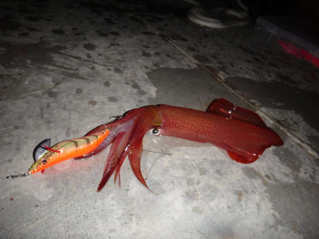 Beau calamar pris avec une Aurie-Q RS Yo-Zuri 