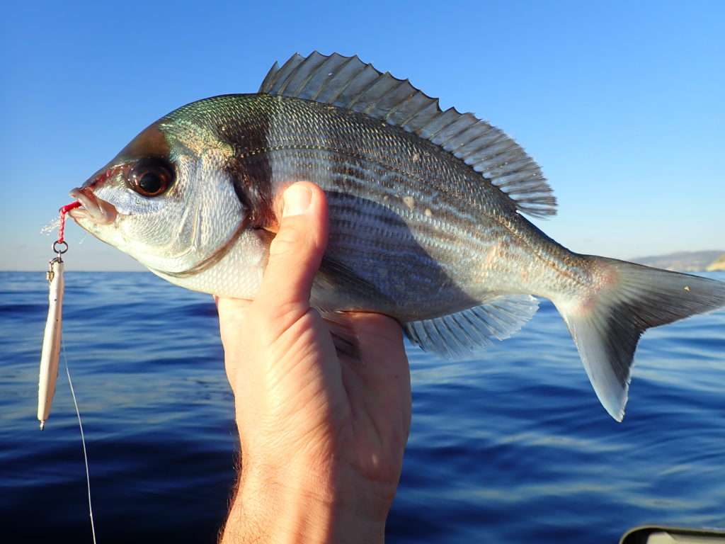 Cette dorade grise n’a pu résister à la Cuiller Anchois L-Jack