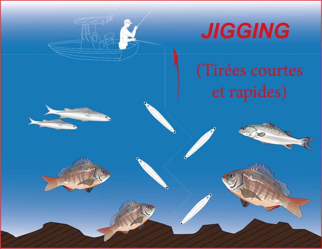 Jigging ultra light avec la Cuiller Anchois L-Jack