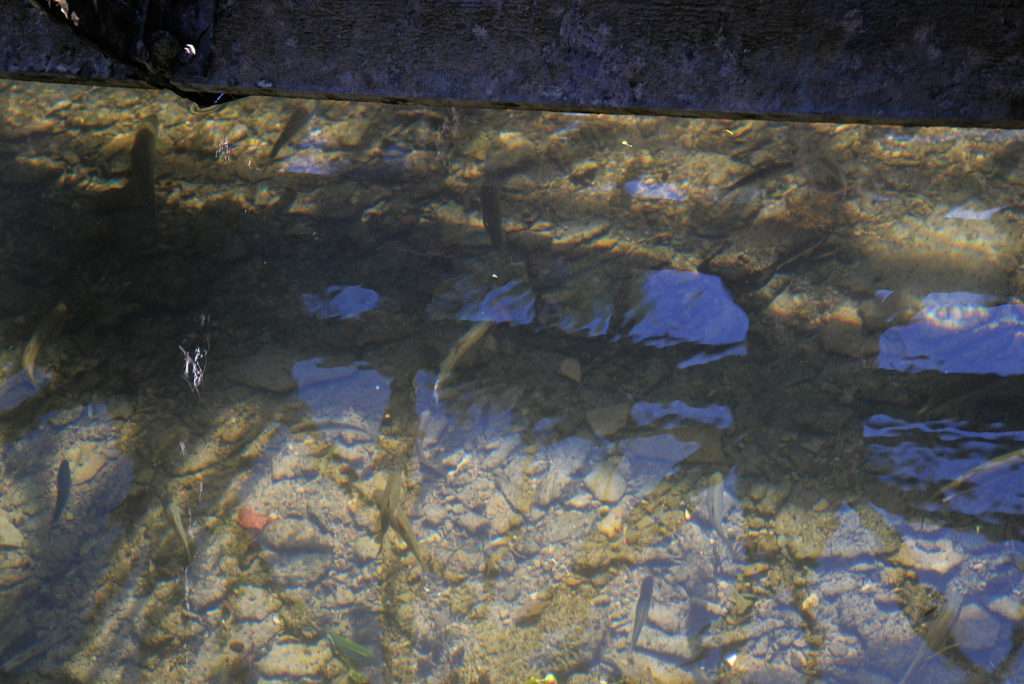 Avec un courant porteur, on peut laisser un poisson nageur flottant dériver sous un pont !