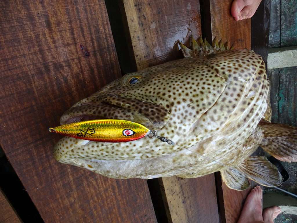 Enorme mérou malabar pris par Etienne en 60 lb au slow jig Funa Enorme mérou malabar pris par Etienne en 60 lb au slow jig Funa
