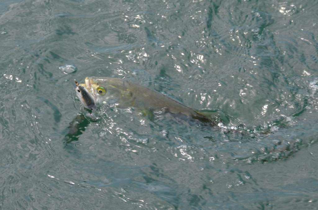 Les tassergals adorent le 3DR Pencil Yo-Zuri !