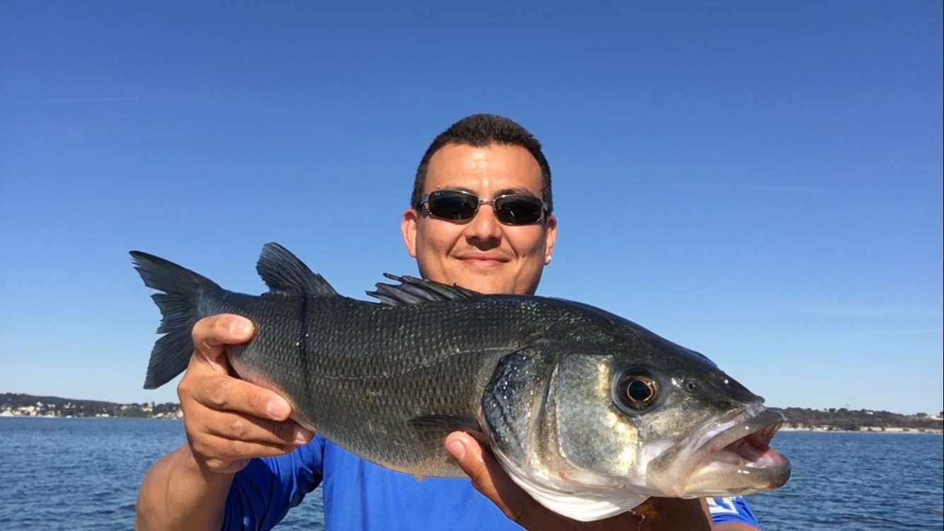 Les stickbaits Heddon : du fun en surface !