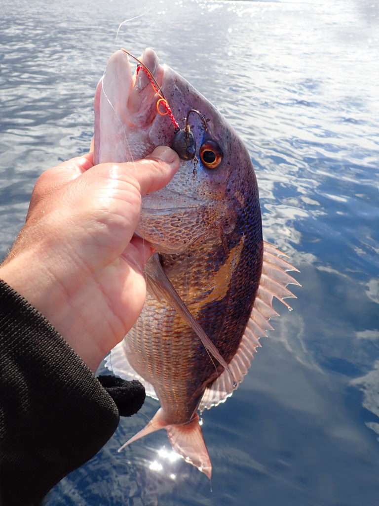 Un combattif denti pris à l’Explorer Deep Explorer Tackle