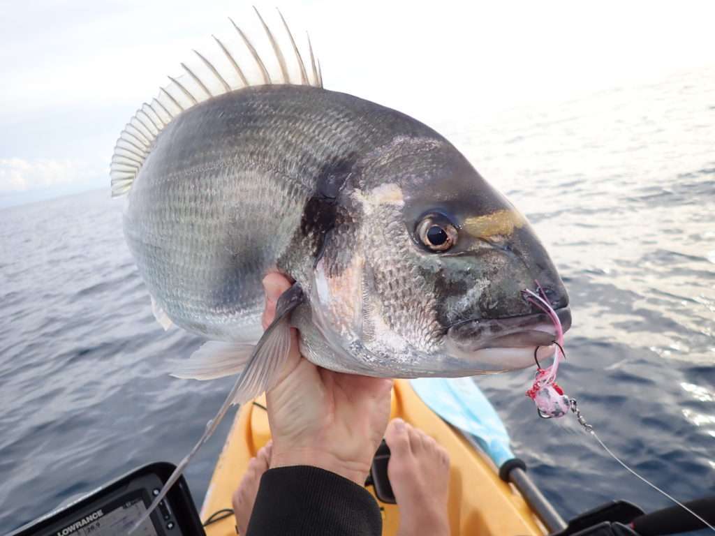 Daurade royale prise à l’Explorer Deep Explorer Tackle