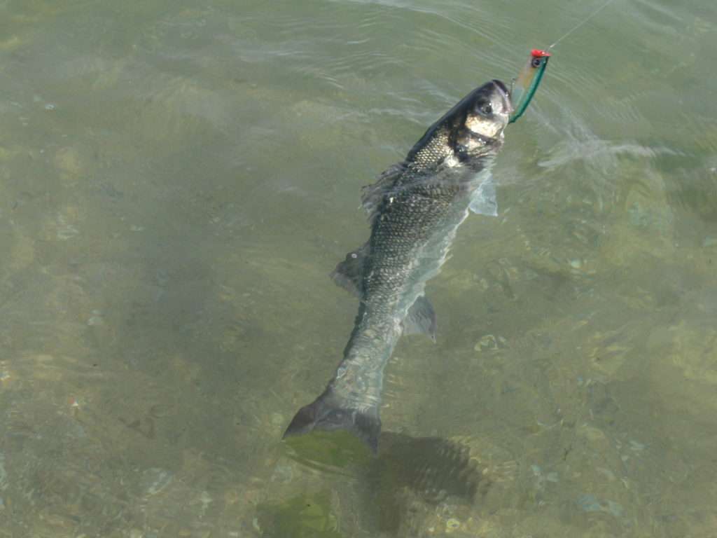 Bar pris au 3D Popper Yo-Zuri 90 mm