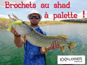 Brochets au shad à palette !