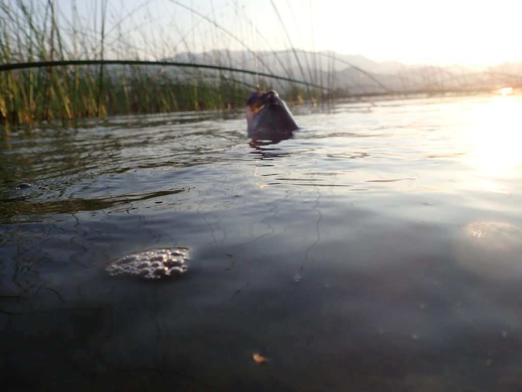 Beau combat avec un black bass !