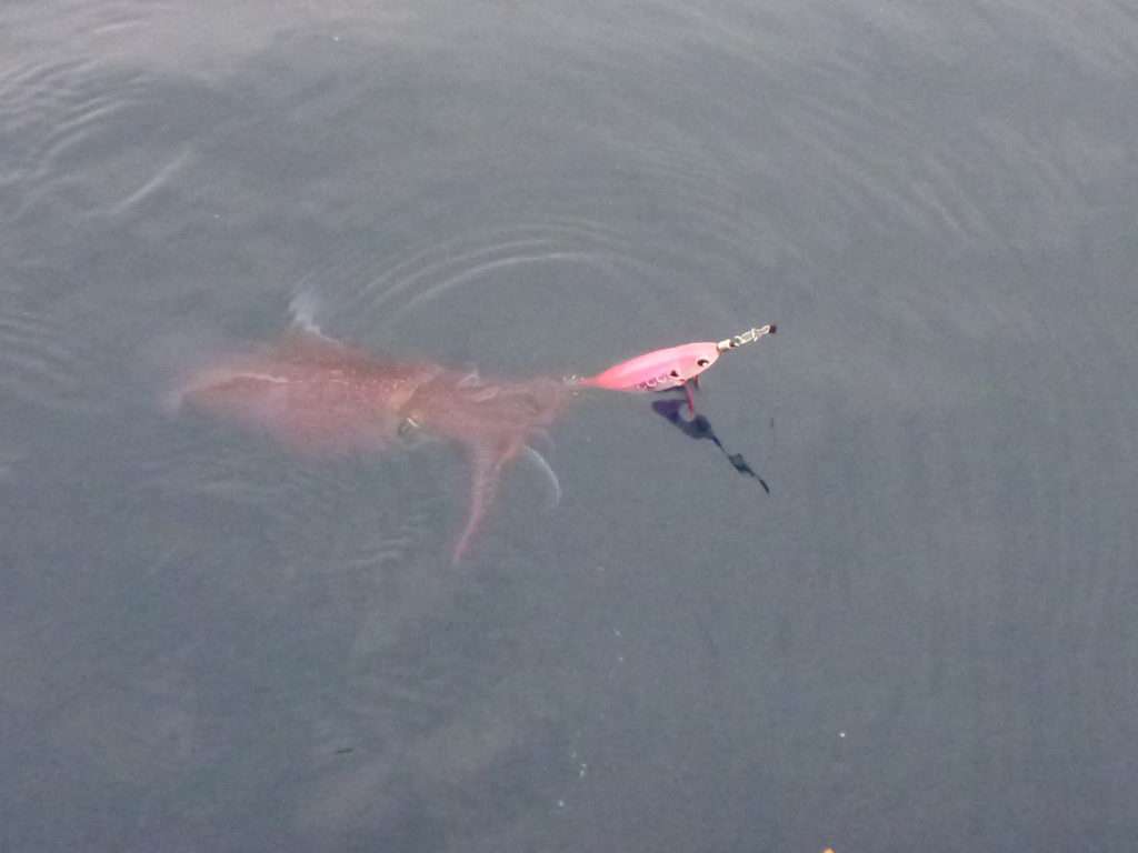 Dans cette eau un peu mâchée, l’Ultra Bait de couleur rose a fait la différence ce jour là !