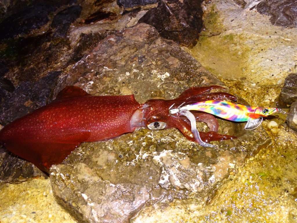 Calamar pris à la Pata Pata Rattle Yo-Zuri