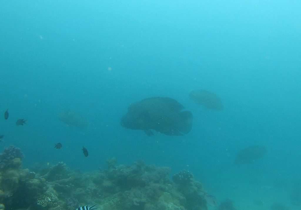 Gros napoléons vus en plongée