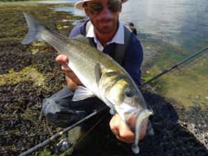 Shads en mer : pêches weightless en texan