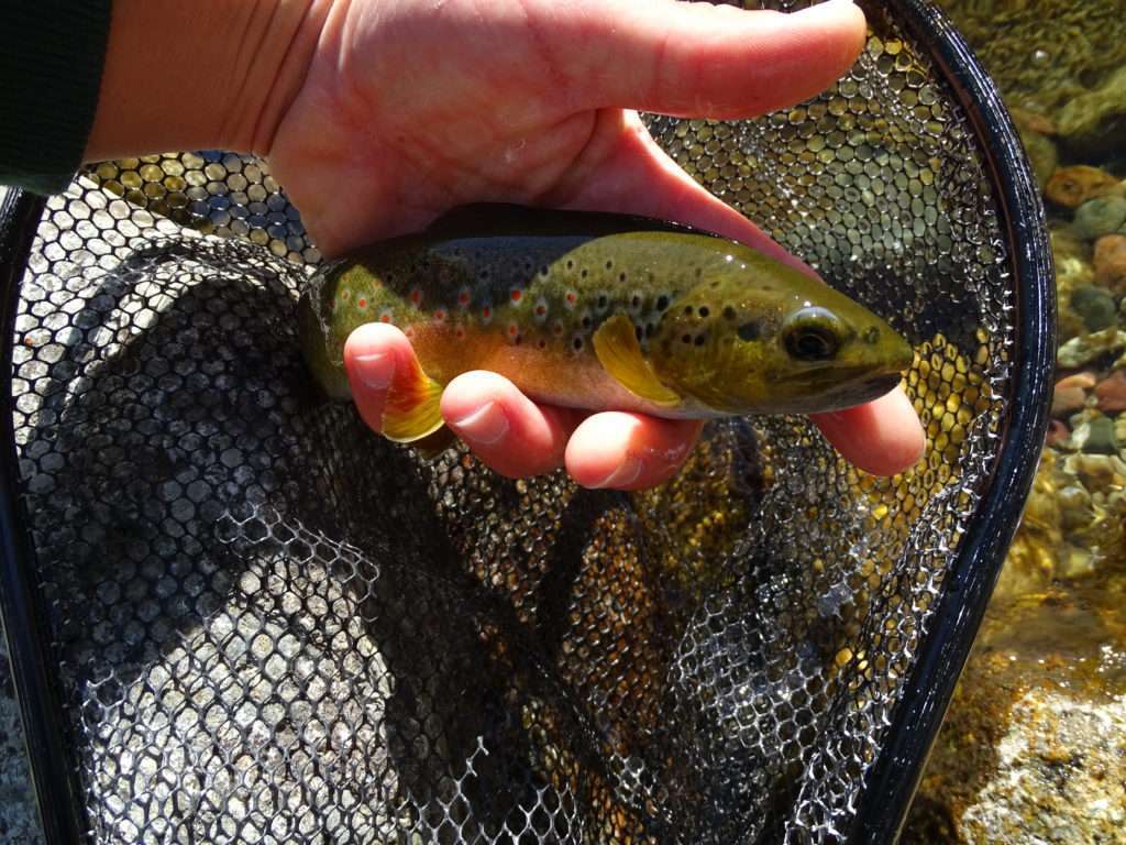 Jolie fario aussitôt libérée