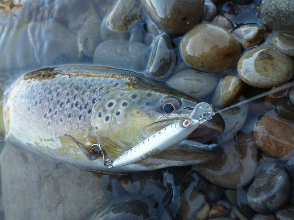 Truite prise au Pin’s Minnow avec un bas de ligne en fluorocarbone